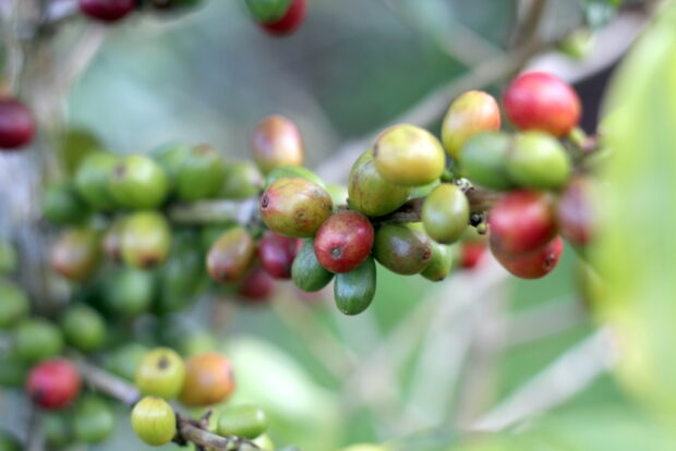 Single Origin: Ethiopia Sidama Chimney Hill Coffee Fresh Roasted Coffee Single Origin Coffees - Because Blended Coffee is Crap