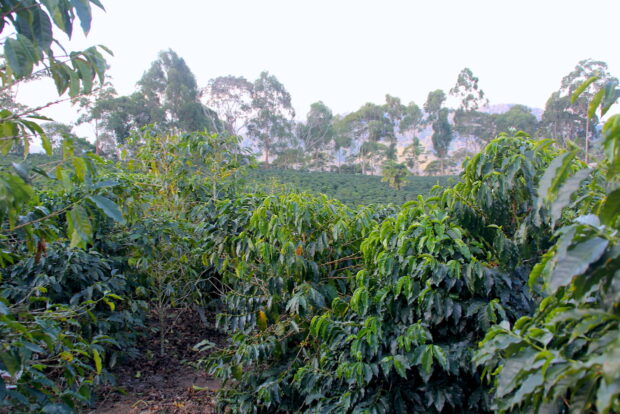 Single Origin: Ethiopia Sidama Chimney Hill Coffee Fresh Roasted Coffee Single Origin Coffees - Because Blended Coffee is Crap